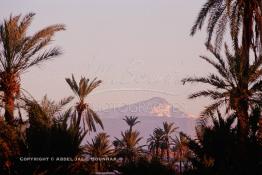 Image du Maroc Professionnelle de  un fabuleux coucher du soleil aux couleur jaune arrangé, avec un magnifique spectacle offert par des milliers d'oiseaux qui envahissent l’horizon au milieu des palmiers de la palmeraie de Marrakech, juste avant le développement de l'urbanisme de Marrakech, qui a impliqué un très vaste programme croissant de construction. Lundi 19 Août 1997. Youssef ben Tachfine des Almoravides avait crée cette vaste palmeraie sous forme d'oasis irriguée par un réseau de canalisations ancestral souterrain khettara, pour exploiter les nappes phréatiques locales. Ce havre de paix peut être visité en voiture, ou à dos de chameau. (Photo / Abdeljalil Bounhar) 